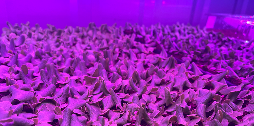 Lettuce growing in the Freight Farm under LED grow lights